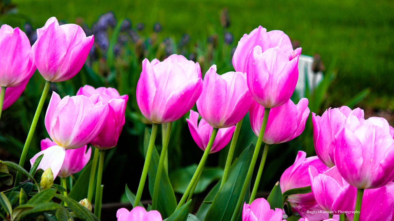 Belles fleurs de tulipes, de Windows 8 fonds d'écran HD à thème #11 - 1366x768