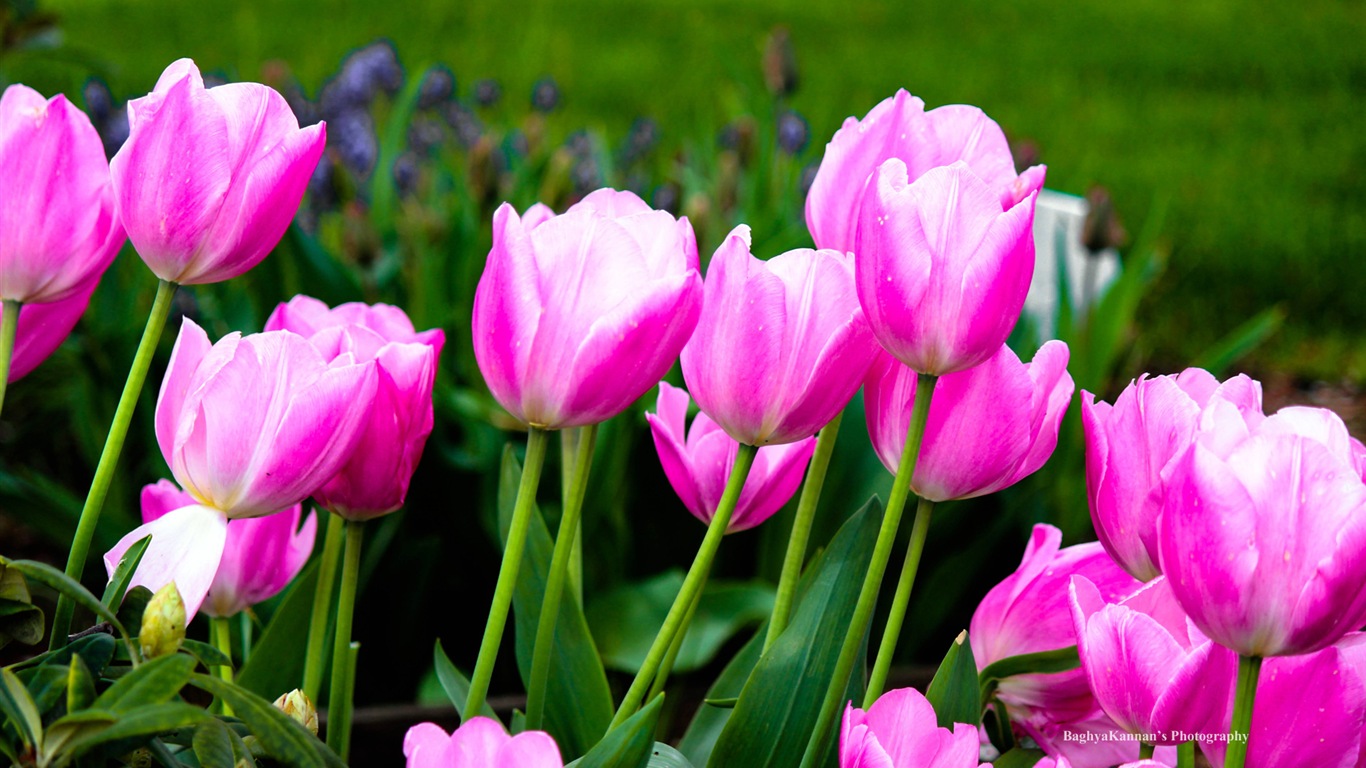 Krásné květy tulipánů, Windows 8 téma HD Tapety na plochu #11 - 1366x768