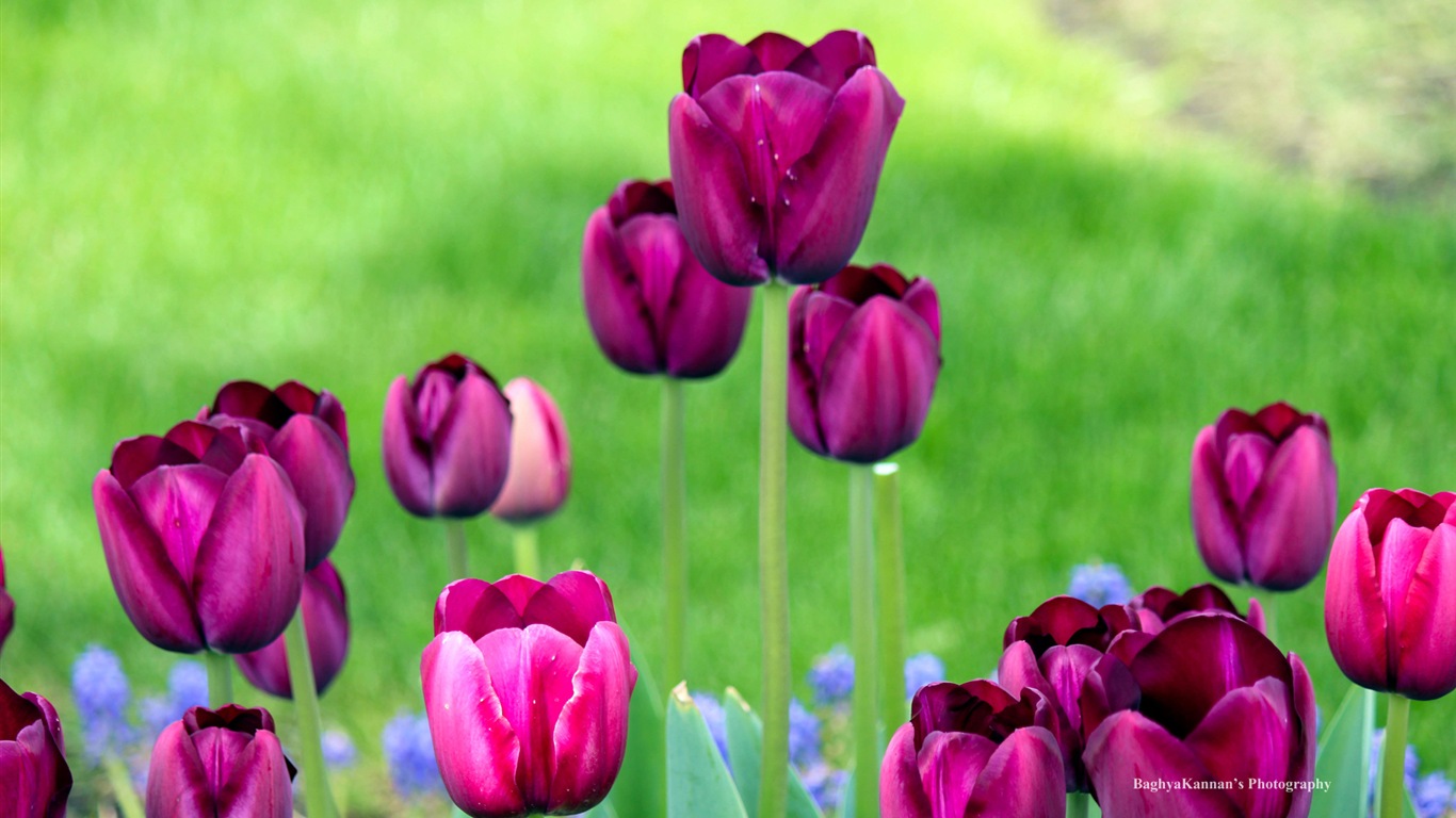 Belles fleurs de tulipes, de Windows 8 fonds d'écran HD à thème #12 - 1366x768