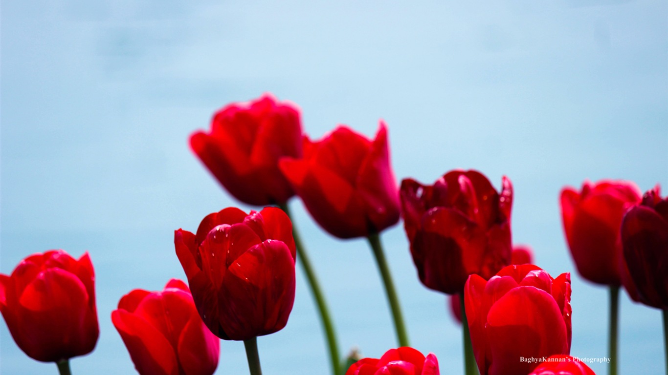 Krásné květy tulipánů, Windows 8 téma HD Tapety na plochu #13 - 1366x768