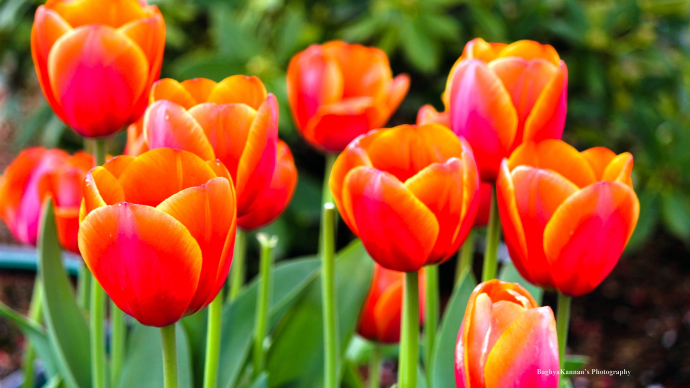 Hermosas flores de tulipán, Ventanas fondos de pantalla de alta definición de 8 temáticos #14 - 1366x768