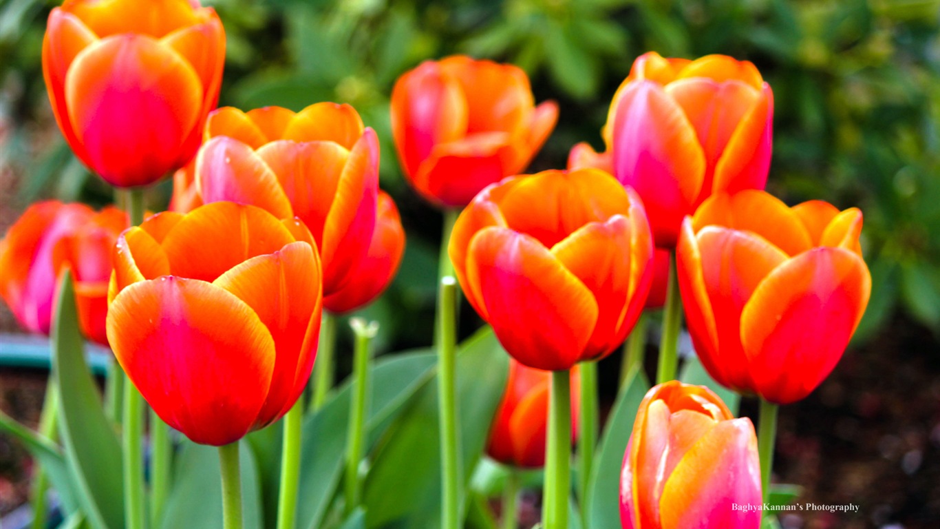 Krásné květy tulipánů, Windows 8 téma HD Tapety na plochu #14 - 1366x768