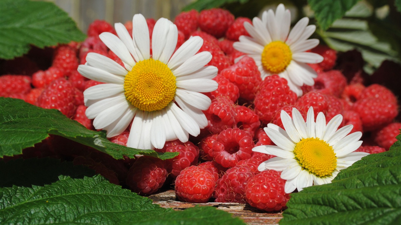 Fondos de pantalla de alta definición de frambuesa roja dulces #2 - 1366x768