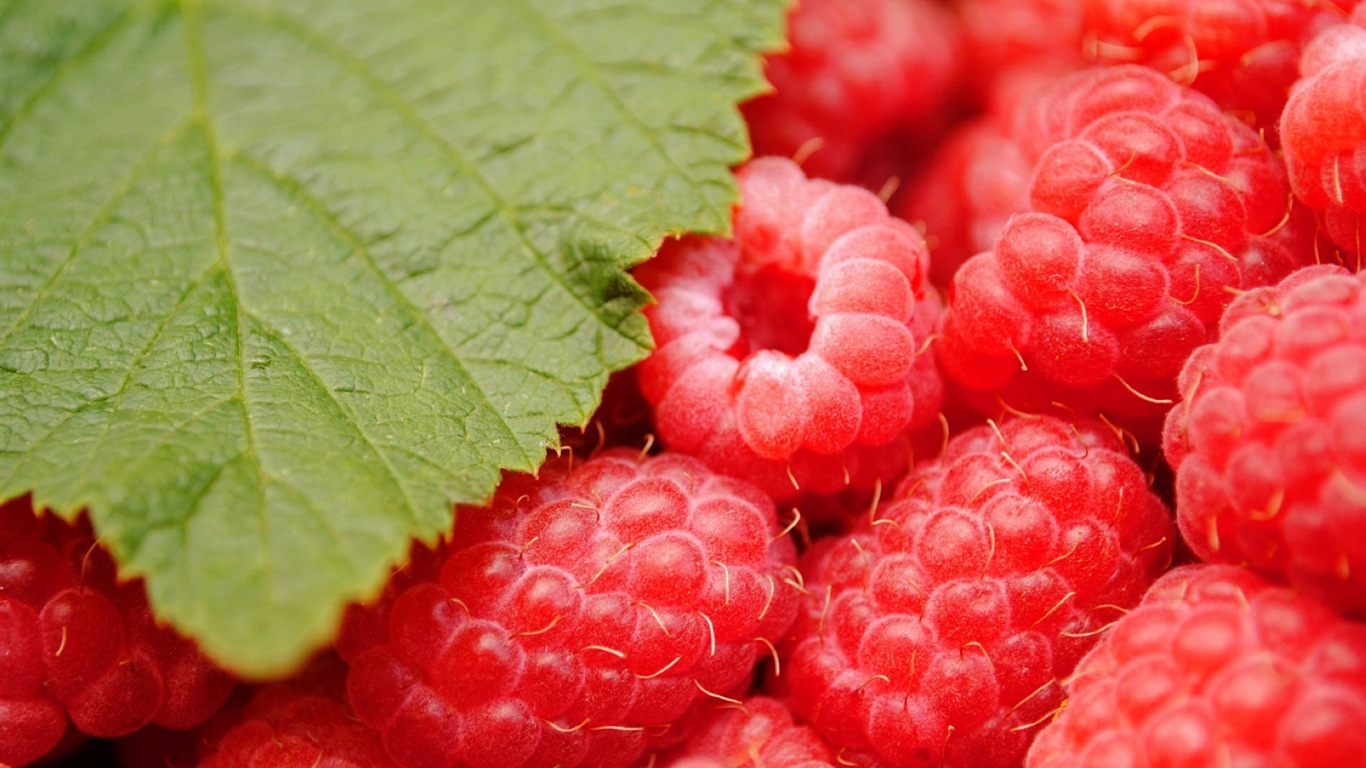 Fondos de pantalla de alta definición de frambuesa roja dulces #9 - 1366x768