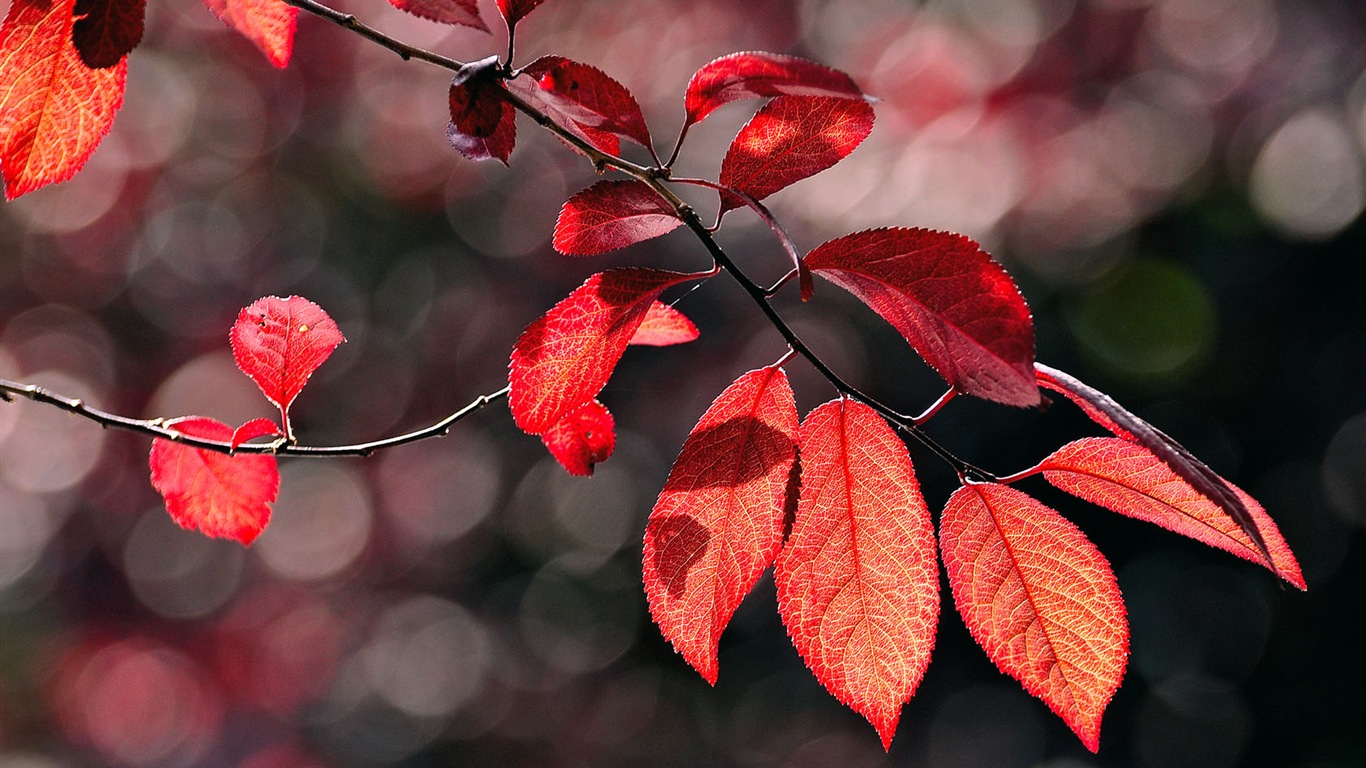 Frais plantes et fleurs fond d'écran #2 - 1366x768