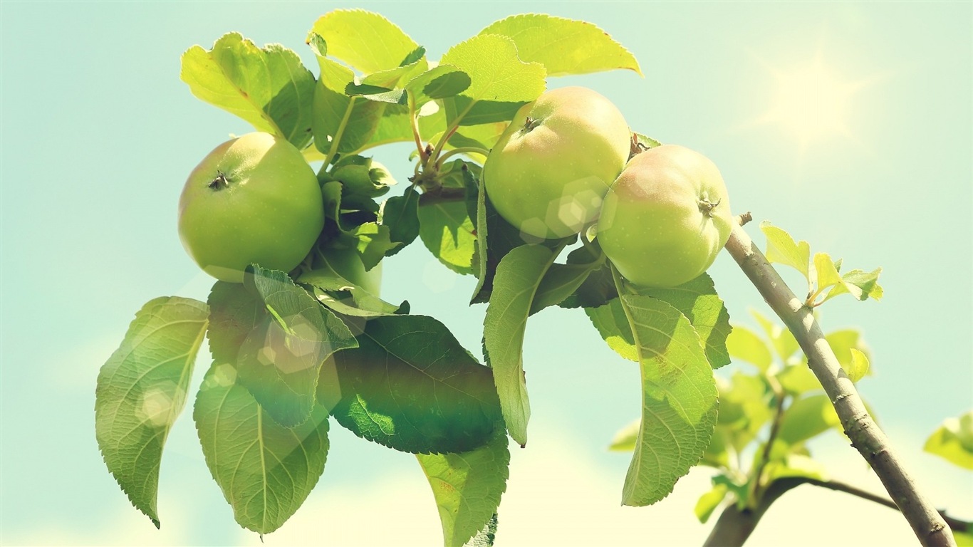植物與鮮花 清新壁紙 #3 - 1366x768