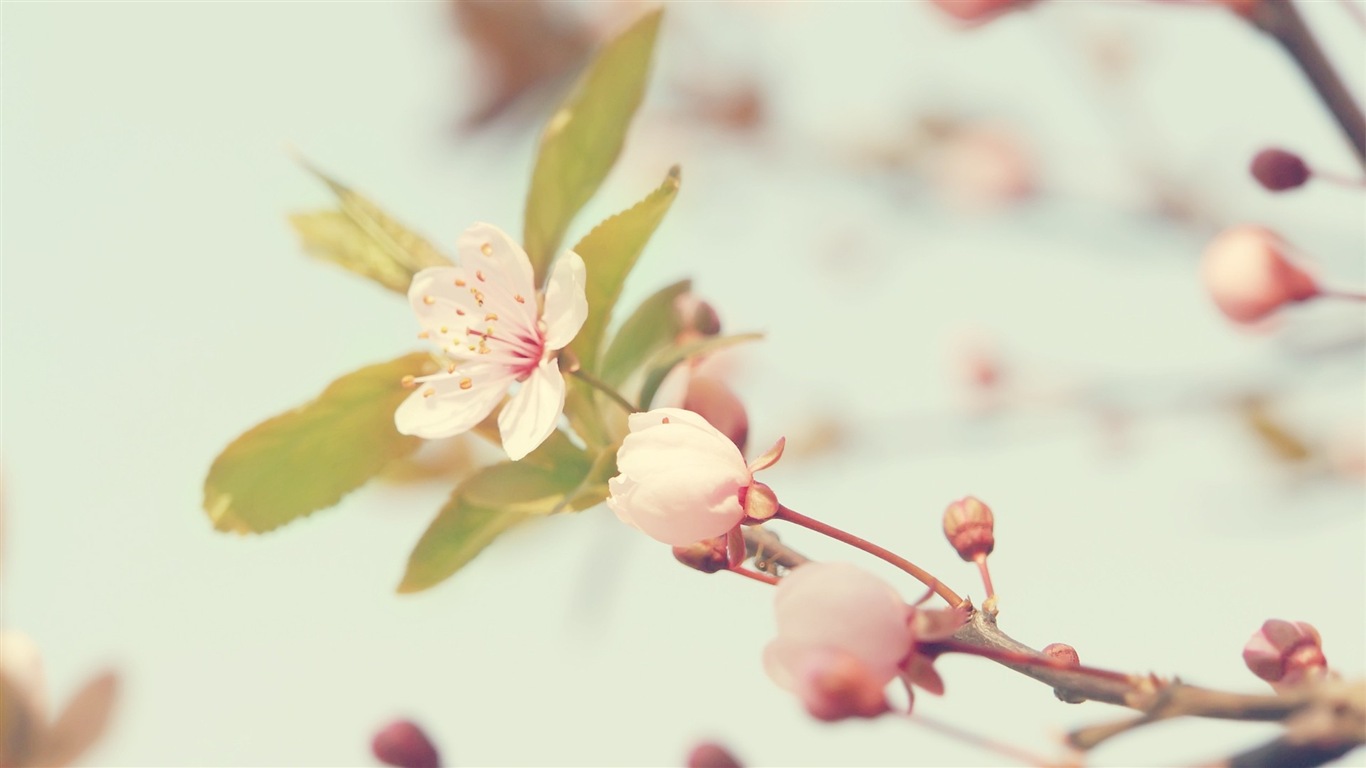 Frais plantes et fleurs fond d'écran #4 - 1366x768