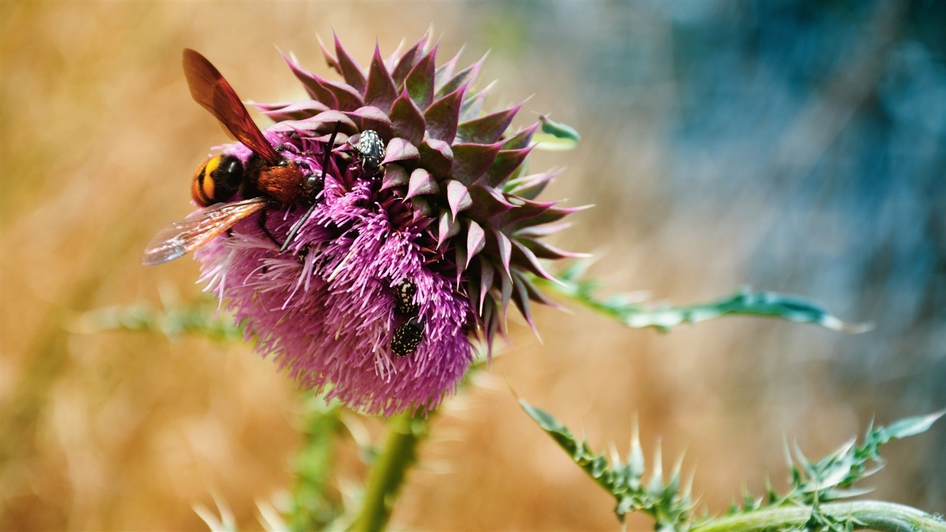 Fresh plants and flowers wallpaper #6 - 1366x768