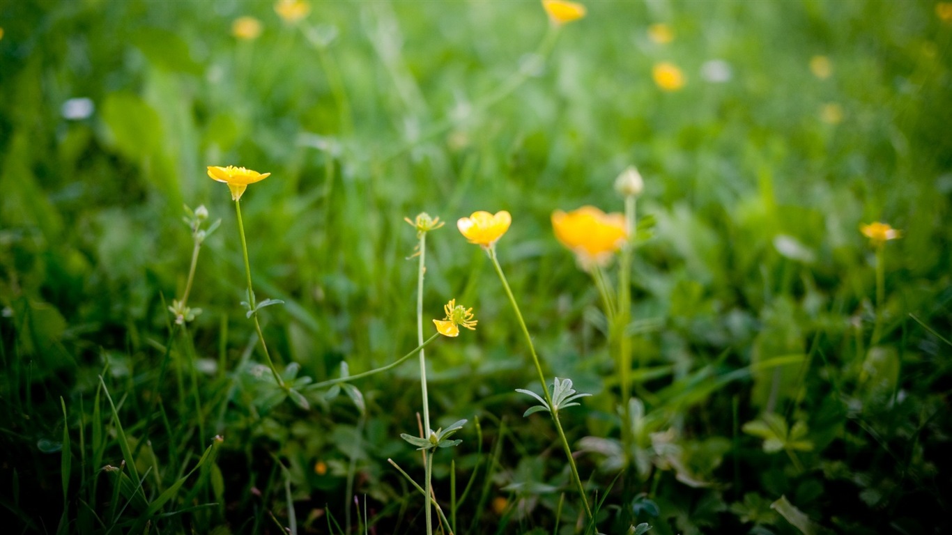 Frais plantes et fleurs fond d'écran #8 - 1366x768