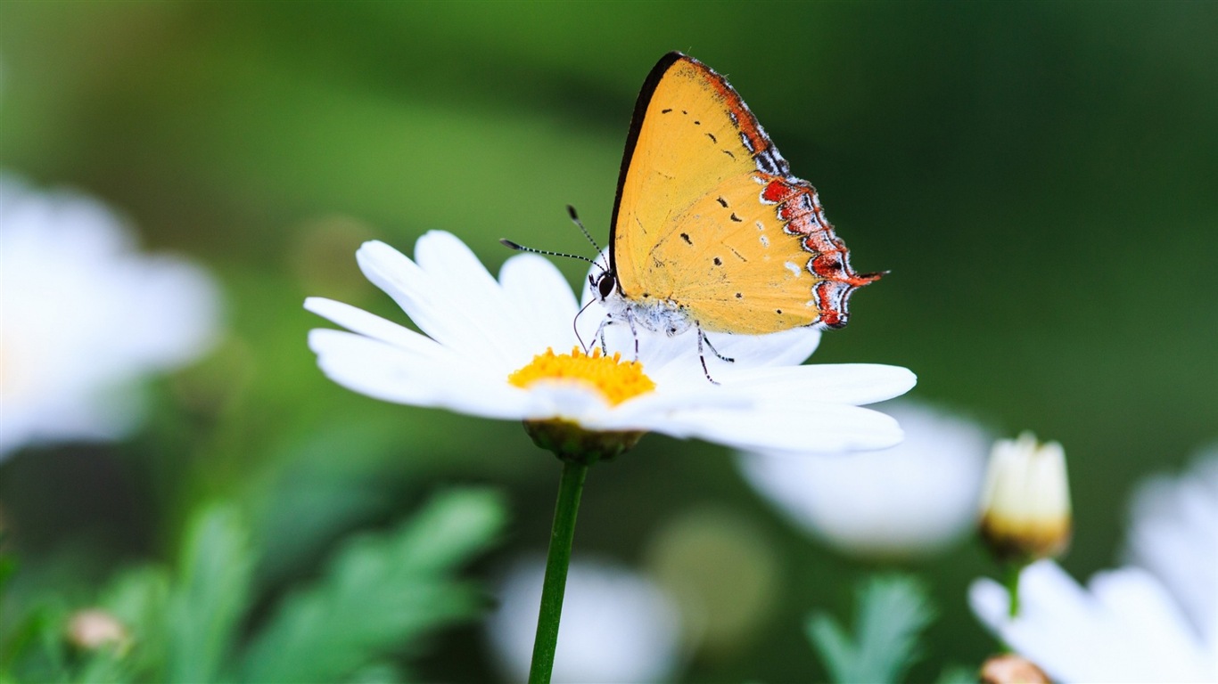 Frais plantes et fleurs fond d'écran #9 - 1366x768