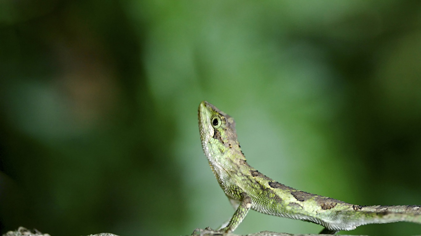 炫彩的動物 變色龍 高清壁紙 #2 - 1366x768