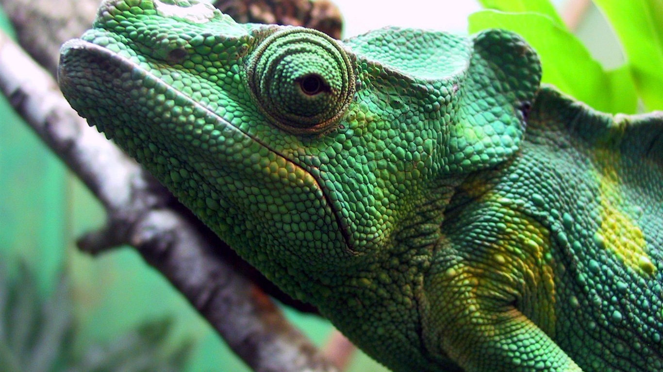 Colorful animal chameleon HD wallpapers #3 - 1366x768