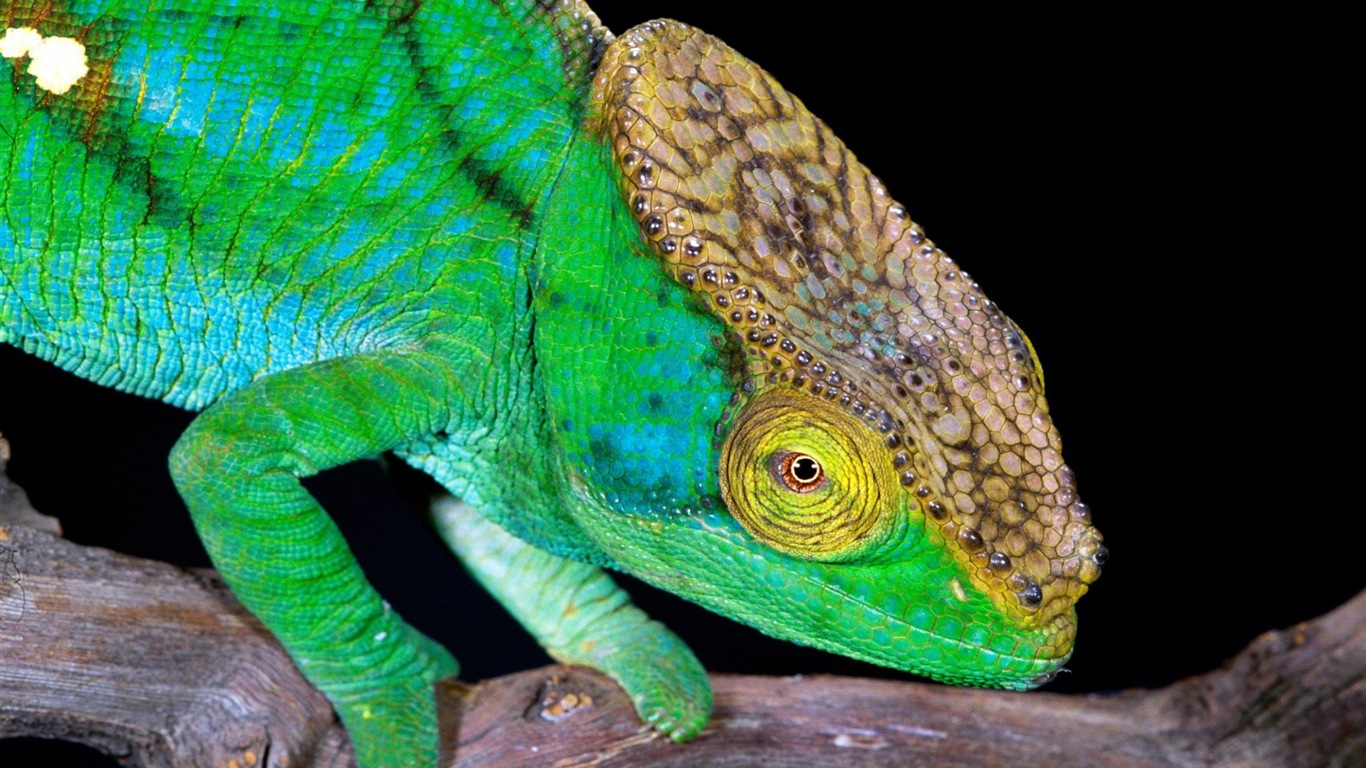 Animales colorido fondos de pantalla de alta definición camaleón #4 - 1366x768