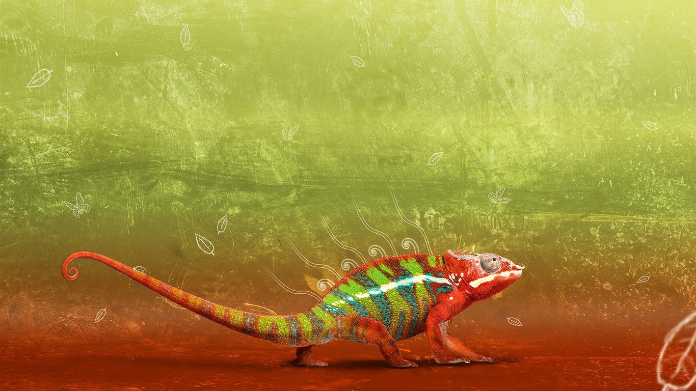 炫彩的動物 變色龍 高清壁紙 #5 - 1366x768