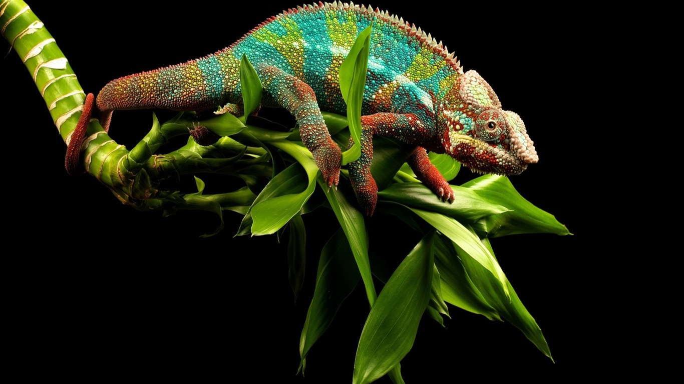 Barevné zvířat chameleon HD tapety na plochu #6 - 1366x768
