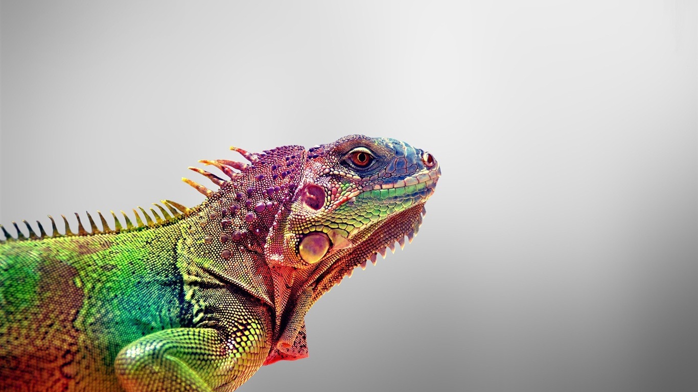 Barevné zvířat chameleon HD tapety na plochu #8 - 1366x768