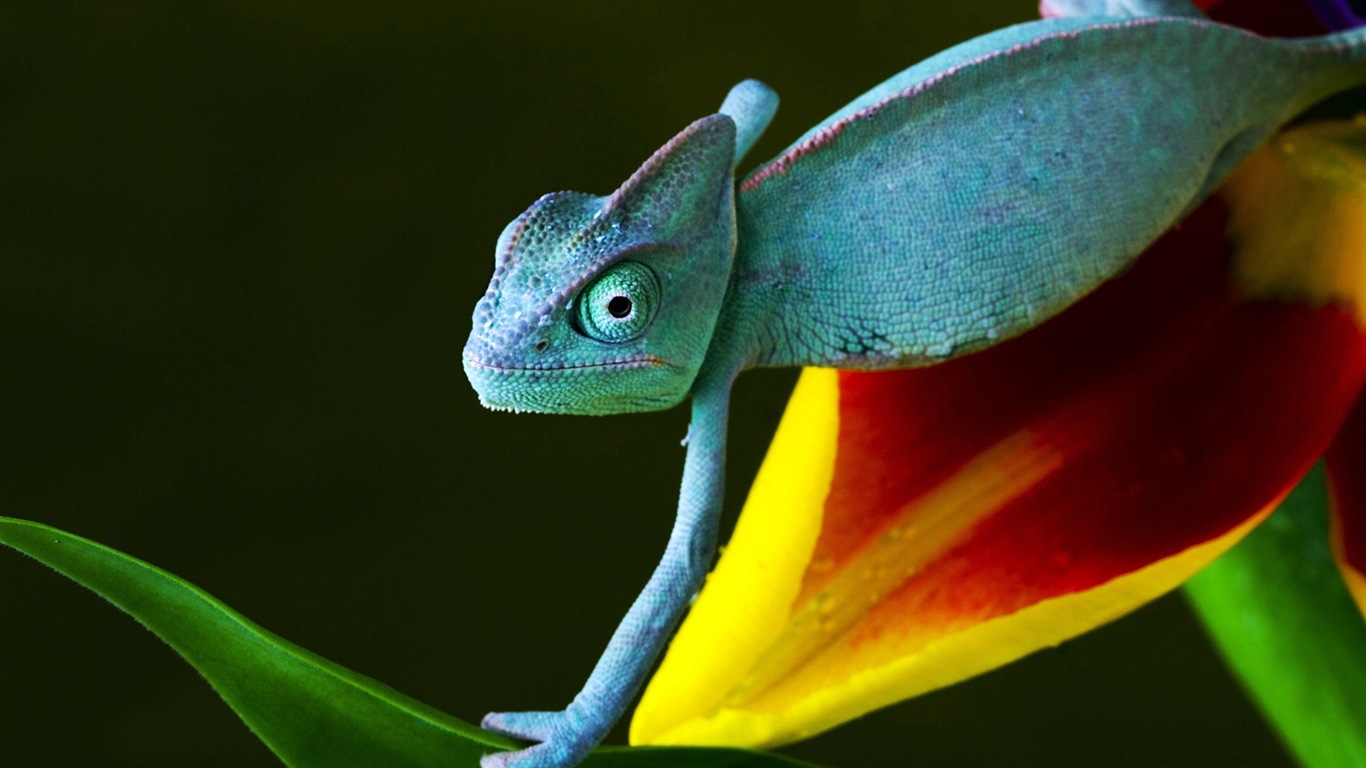 Colorful animal chameleon HD wallpapers #9 - 1366x768