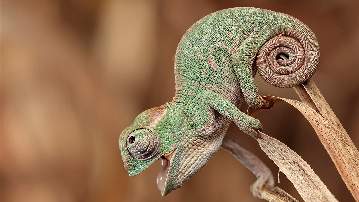 Colorful animal chameleon HD wallpapers #10 - 1366x768