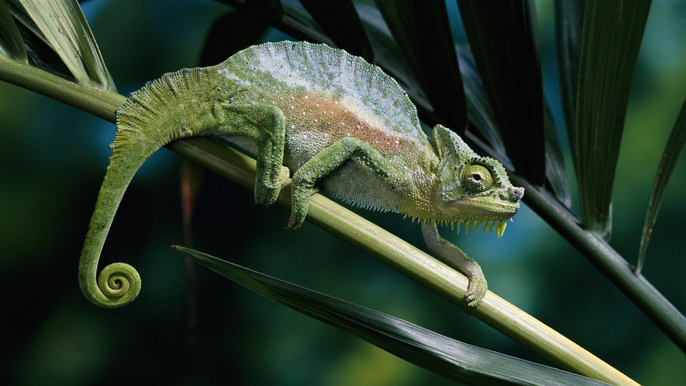 Barevné zvířat chameleon HD tapety na plochu #11 - 1366x768