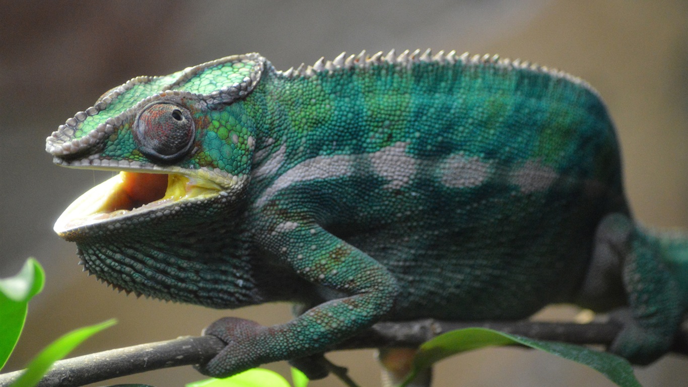 Colorful animal chameleon HD wallpapers #13 - 1366x768