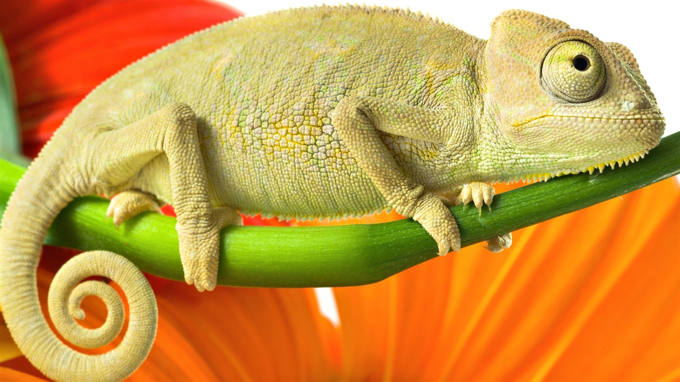 Barevné zvířat chameleon HD tapety na plochu #15 - 1366x768