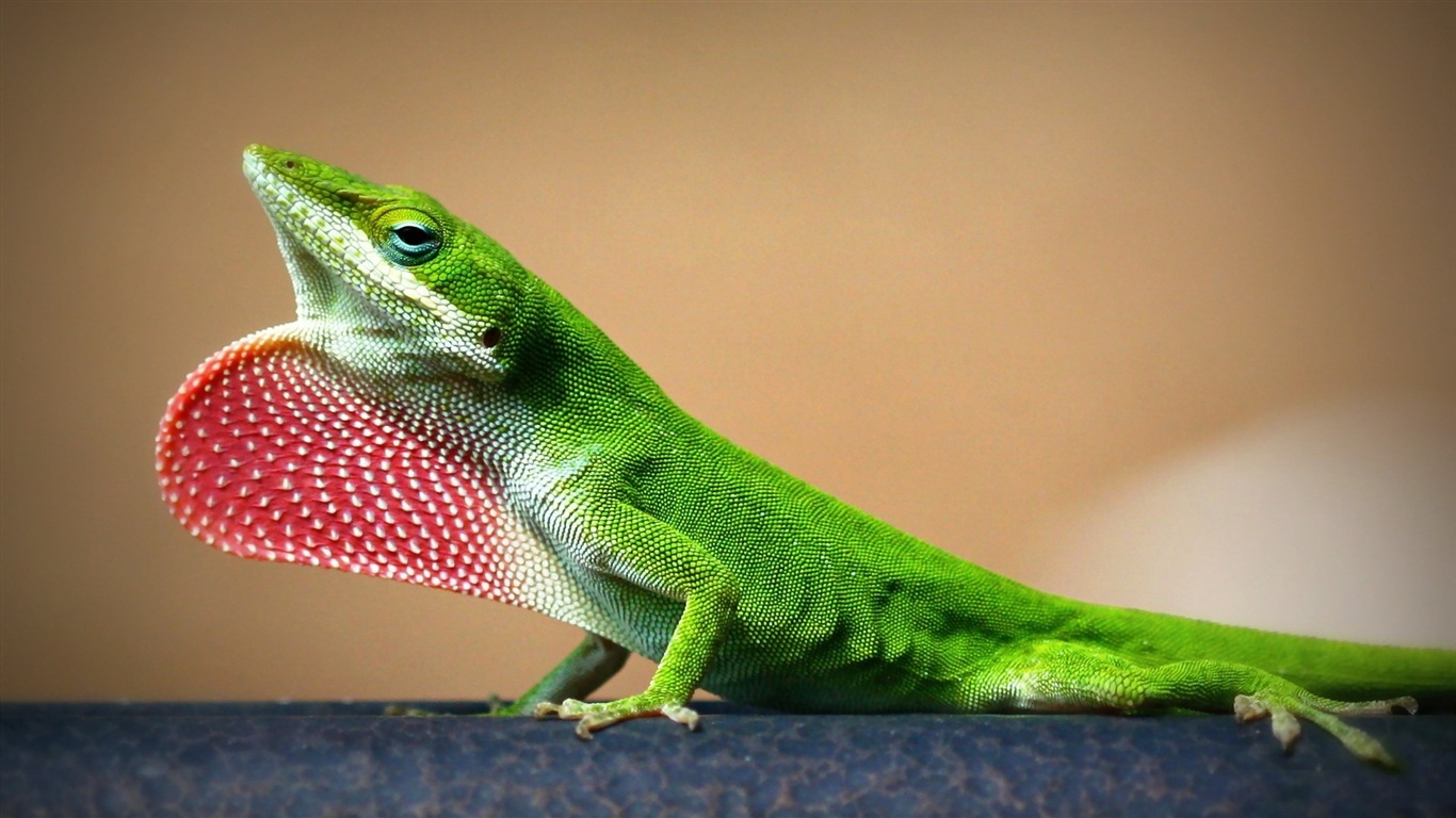 Barevné zvířat chameleon HD tapety na plochu #16 - 1366x768