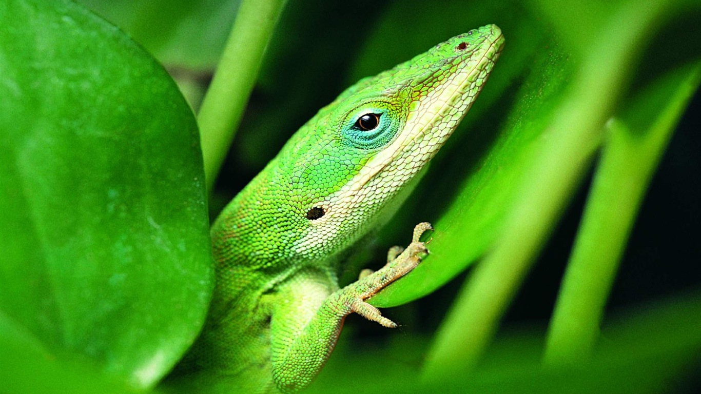 Barevné zvířat chameleon HD tapety na plochu #17 - 1366x768