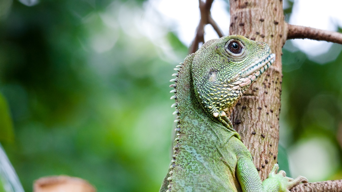 Colorful animal chameleon HD wallpapers #18 - 1366x768