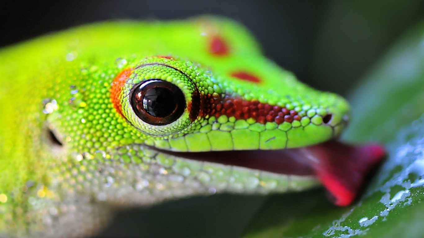 Barevné zvířat chameleon HD tapety na plochu #19 - 1366x768
