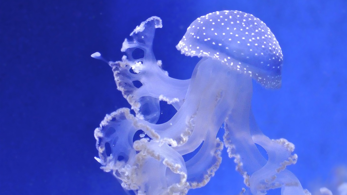 Windows 8 主題壁紙，水母 #22 - 1366x768