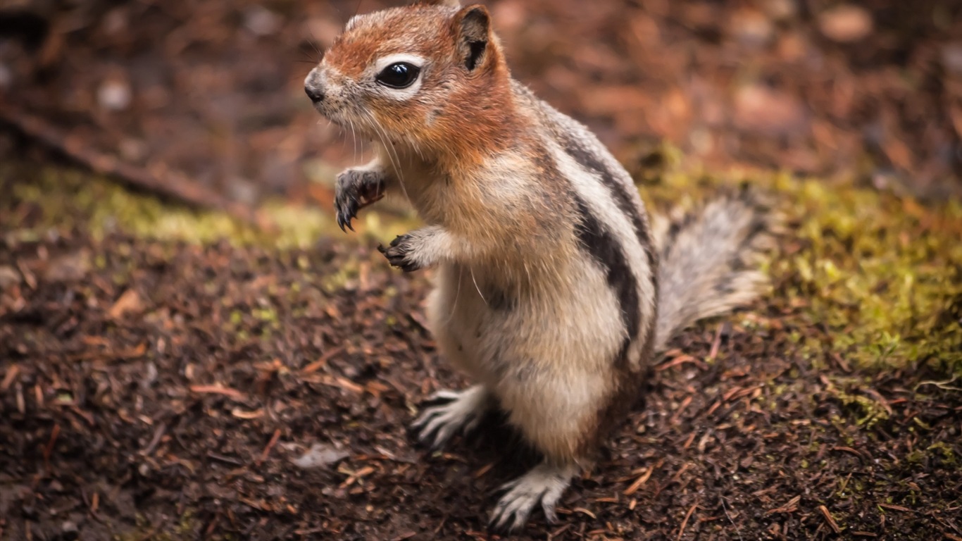 Animal close-up, cute squirrel HD wallpapers #2 - 1366x768