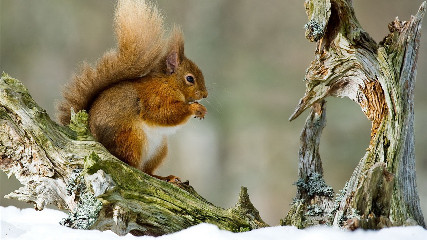 Animal close-up, roztomilých veverka HD tapety na plochu #9 - 1366x768