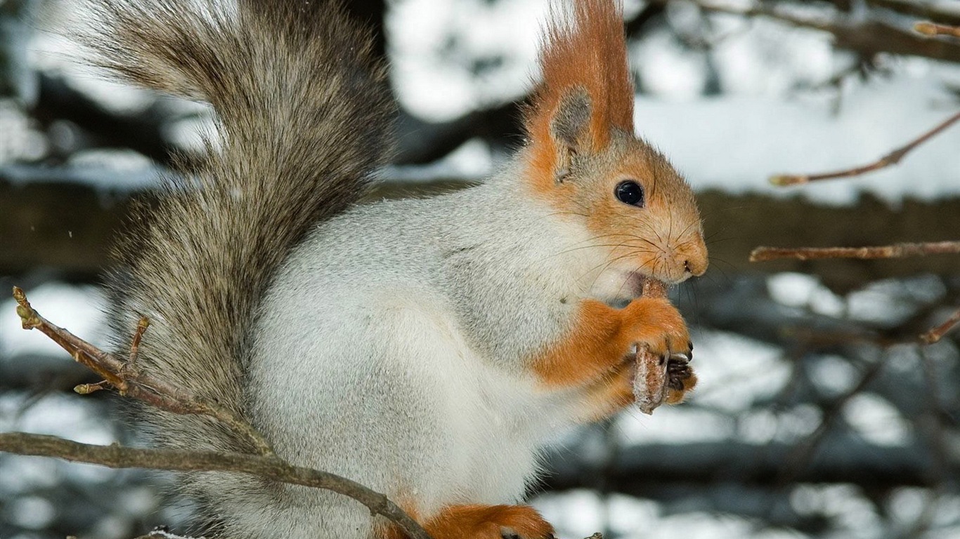 動物特寫 可愛的松鼠 高清壁紙 #10 - 1366x768
