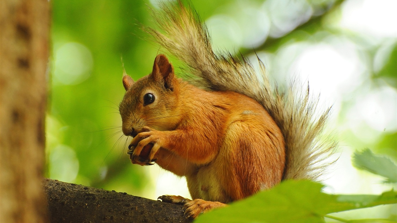 Animal primer plano, fondos de pantalla de alta definición de ardilla lindo #17 - 1366x768