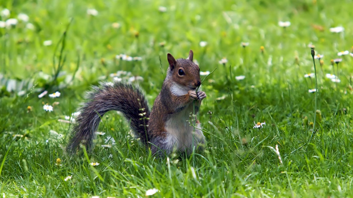 Animal primer plano, fondos de pantalla de alta definición de ardilla lindo #18 - 1366x768