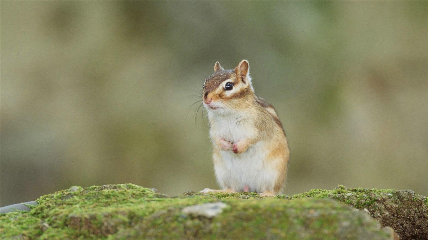 Animal primer plano, fondos de pantalla de alta definición de ardilla lindo #19 - 1366x768