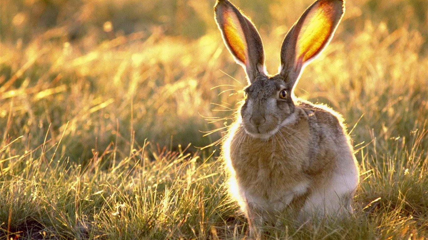 모피 동물, 귀여운 토끼의 HD 배경 화면 #5 - 1366x768