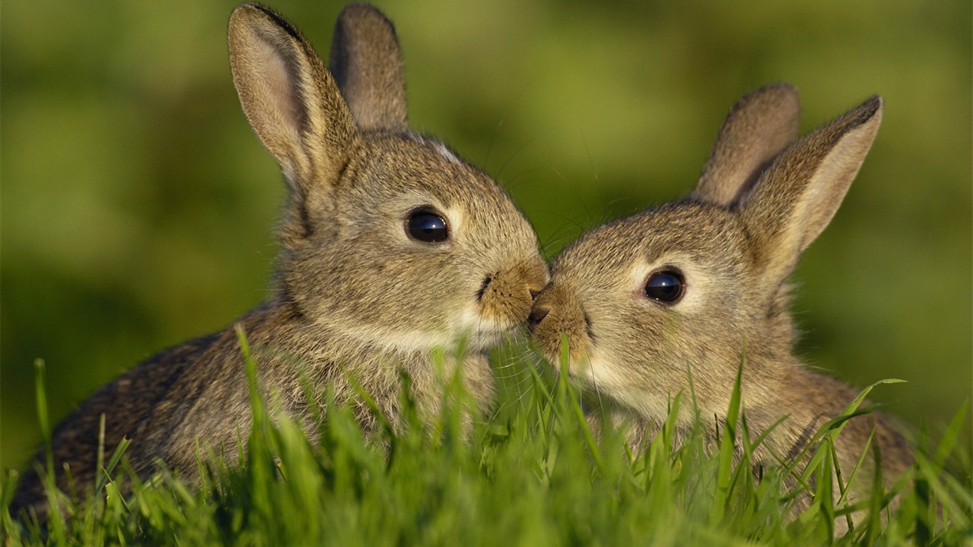 Animales peludos, conejito HD fondos de pantalla lindo #6 - 1366x768