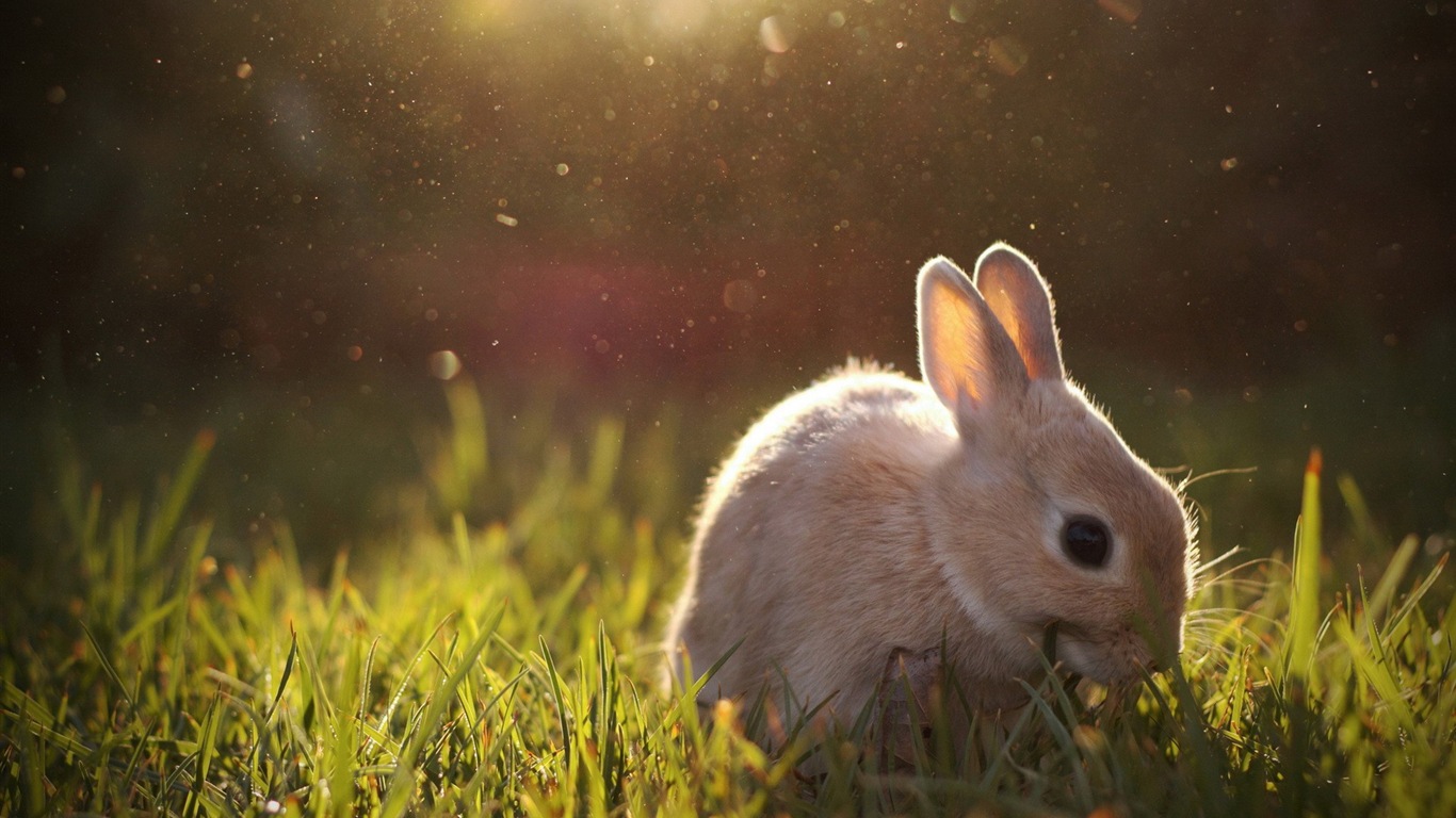 Furry animals, cute bunny HD wallpapers #10 - 1366x768