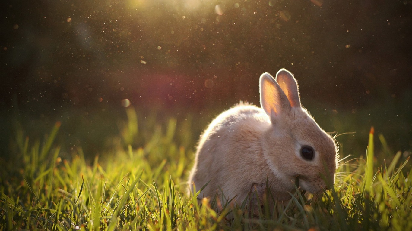 毛茸茸的動物，可愛的兔子 高清壁紙 #10 - 1366x768