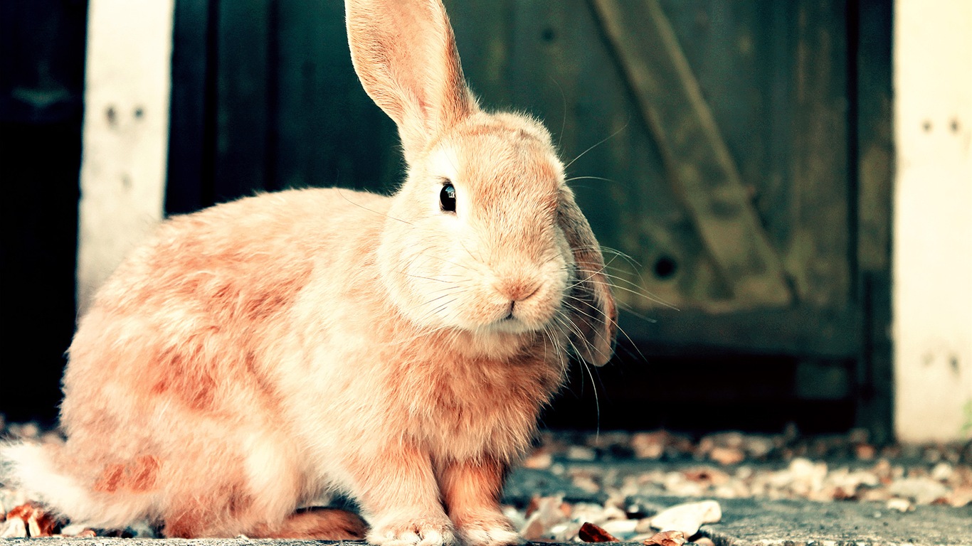 Furry animals, cute bunny HD wallpapers #17 - 1366x768