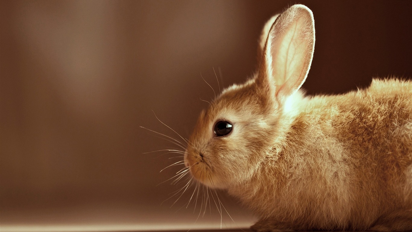 모피 동물, 귀여운 토끼의 HD 배경 화면 #19 - 1366x768