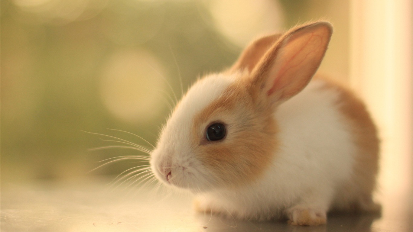 毛茸茸的動物，可愛的兔子 高清壁紙 #20 - 1366x768