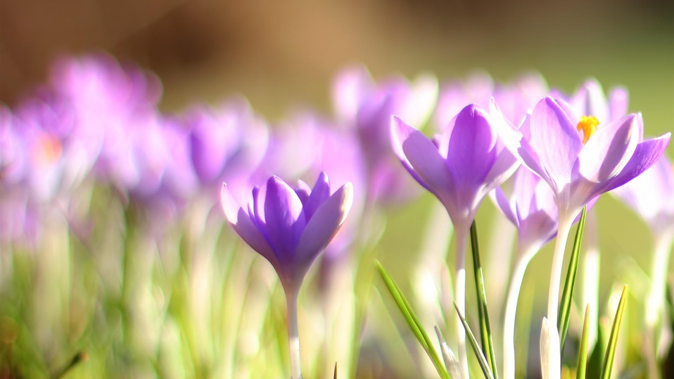 Couleurs brillantes, belles fleurs fonds d'écran HD #2 - 1366x768