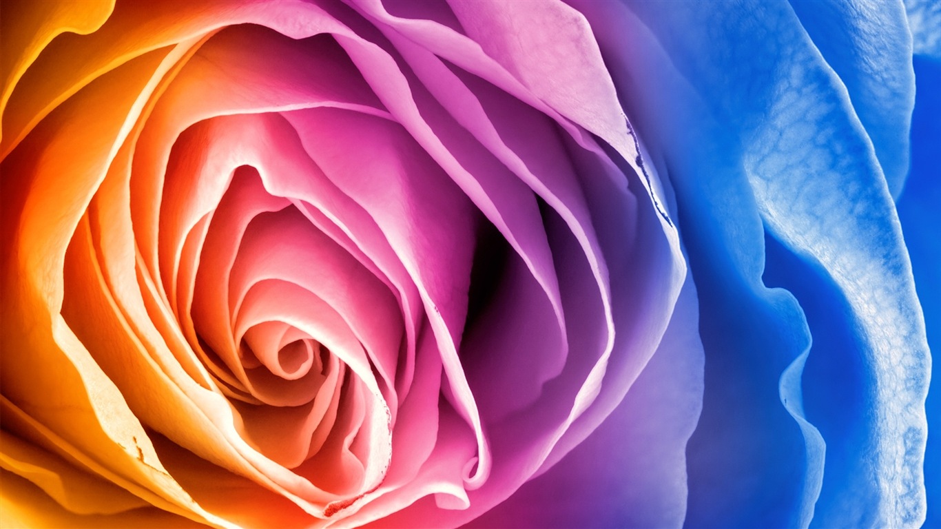 Brilliant colors, beautiful flowers HD wallpapers #3 - 1366x768
