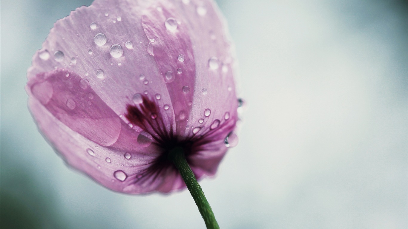 絢麗的色彩，美麗的鮮花 高清壁紙 #6 - 1366x768