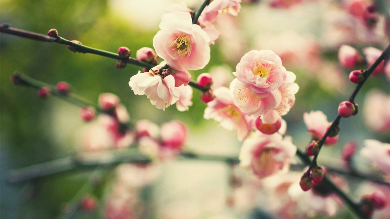 絢麗的色彩，美麗的鮮花 高清壁紙 #8 - 1366x768