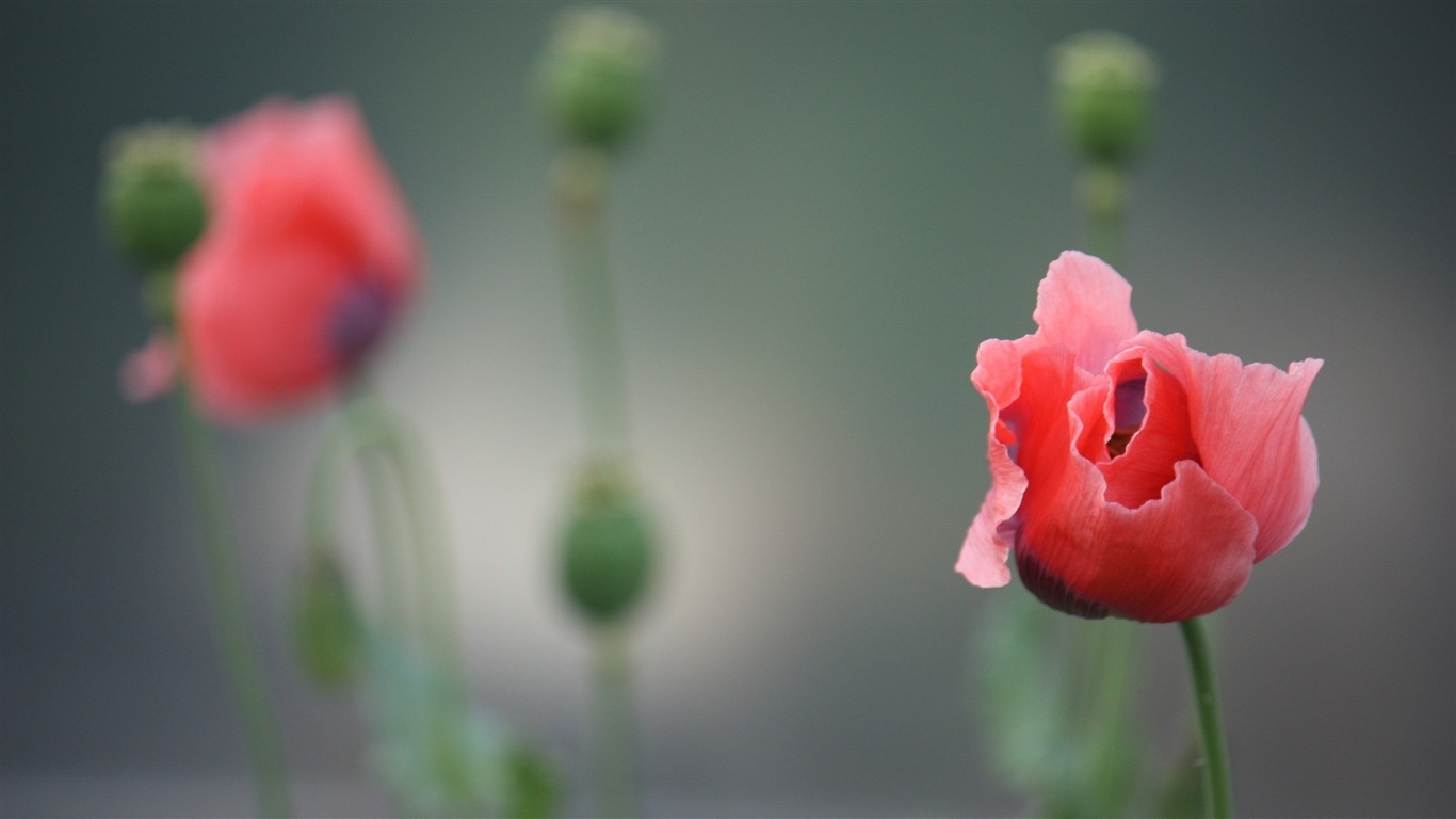 绚丽的色彩，美丽的鲜花 高清壁纸10 - 1366x768