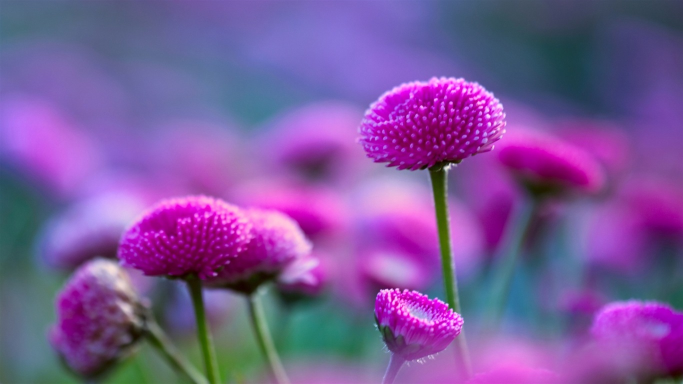 Couleurs brillantes, belles fleurs fonds d'écran HD #11 - 1366x768