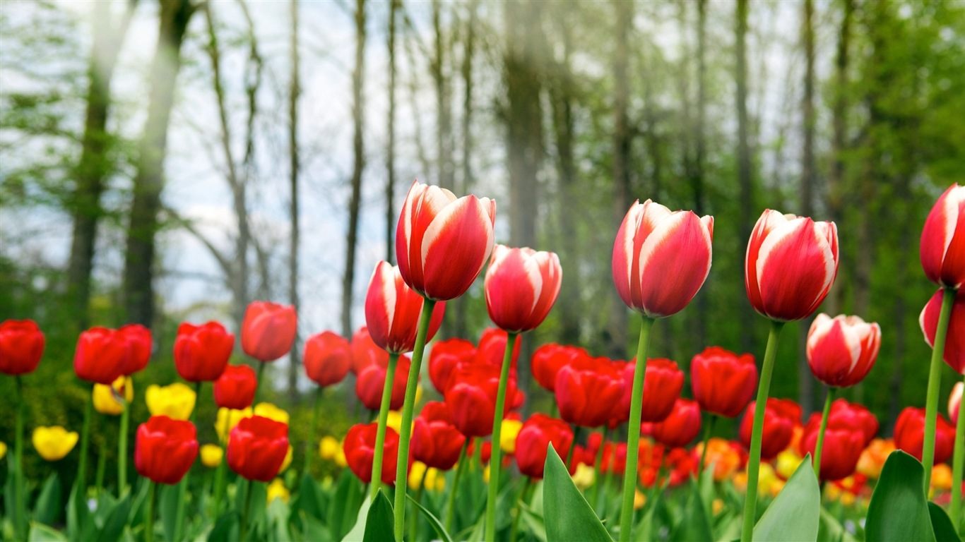 화려한 색상, 아름다운 꽃의 HD 배경 화면 #14 - 1366x768